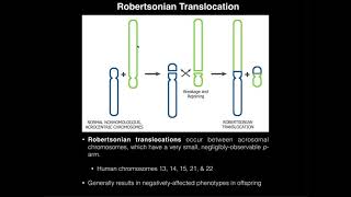 Robertsonian Translocations amp Correlation to Down Syndrome [upl. by Rhiana465]