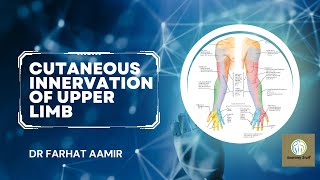 Cutaneous Innervation Of Upper Limb [upl. by Blossom927]