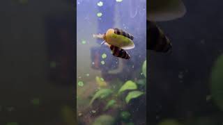 Assassin snails  Anentome helena mating [upl. by Ecinerev]