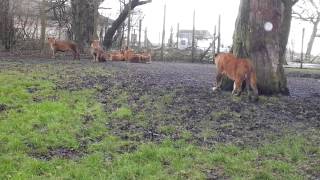 close encounter with a lion  knowsley safari park [upl. by Luar331]