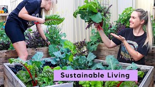 Urban Permaculture Garden Tour  June Update  Perth Australia [upl. by Retsae]