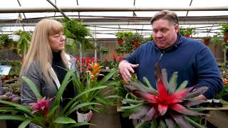 Gardening basics How to care for bromeliads [upl. by Rubenstein]