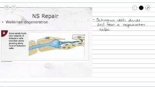 Nervous Tissue Repair of Peripheral Nerve Fibers [upl. by Porcia]