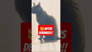 Top 5 Cat Myths – Debunked [upl. by Aneleve712]