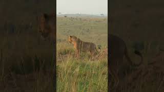 Lion kills a buffalo explorewildlifeafricaadve917 [upl. by Averir]