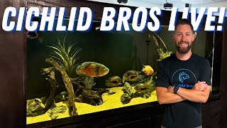 LIVE Cichlid Bros Fish Room Updates [upl. by Radmen]