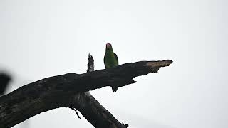 Wild parrots in Sabah [upl. by Aizatsana]