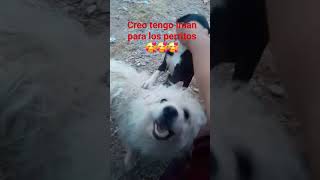 perritos cariñosos🥰 [upl. by Negroj377]