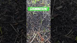 Bermuda Grass Seed day 7 first signs of germination [upl. by Siuol]