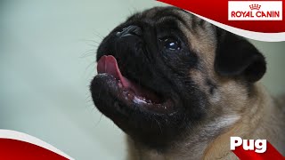 Mopshond Pug [upl. by Wynny]