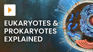 Prokaryotic vs Eukaryotic Cells  High School Biology [upl. by Novyert129]