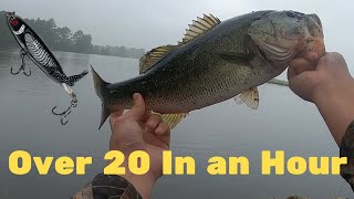 WHOPPER PLOPPER FRENZY Summer Topwater Bass Fishing [upl. by Gish]