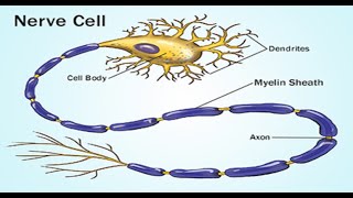 Two Minutes of Anatomy Myelin Sheath [upl. by Shih609]