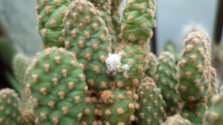 Mealybugs on my Cactus plant and my dilemma [upl. by Pasco]