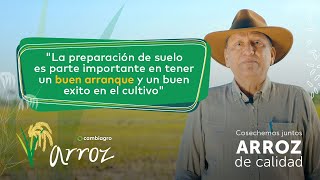 CÓMO ELEGIR 🌾 la variedad de arroz que debe cultivar [upl. by Aeslehs]