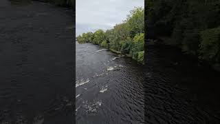 Another View of Saranac River 👀 tga taylorsgrandadventures walkintosuccess newyork adventure [upl. by Ahsircal922]