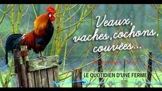 Veaux vaches cochons Le quotidien dune ferme  documentaire animalier [upl. by Alliuqa693]