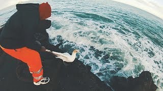 Gannet Bird Caught by Fisherman in Muriwai [upl. by Isborne]