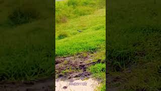 Redwattled lapwing Bird 🐦 eating insects in the grass animal videos [upl. by Hesketh]