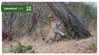 4K Wildlife Uninterrupted Magic  Nweti Male Leopard on a Mission [upl. by Nojad]