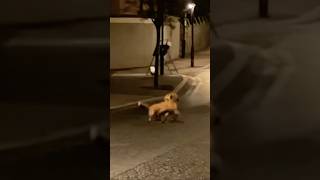 wildanimalsfoxfoxestwo foxes fighting in a streetnature [upl. by Nivart364]