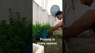 26mint plant podena k perfect harvesting [upl. by Fu807]