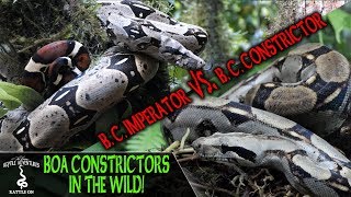 BOA CONSTRICTORS IN THE WILD are we keeping them correctly REPTILE ADVENTURES IN ECUADOR 2019 [upl. by Bernie]