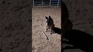 Malinois Daily Training malinois belgianmalinois k9 workingdog dogtraining dog [upl. by Caddric]