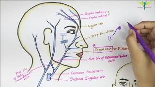 Facial vein  Venous Drainage of Face  Anatomy of Head and Neck  Easy [upl. by Westleigh]