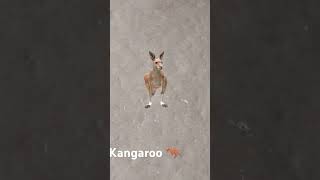 Kangaroo 🦘short shorts shortvideo shortsfeed subscribe like viralvideo viralshort animals [upl. by Nadaha]