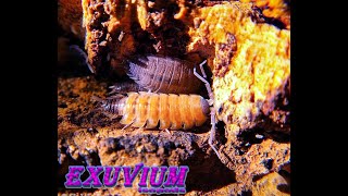 Porcellio silvestrii Silvestri’s Woodlouse Spanish isopod [upl. by Tubb]