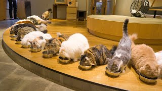 Visiting the Biggest Cat Cafe in Japan  Cat Cafe MOCHA Lounge Shinjuku  ASMR [upl. by Ylremik492]