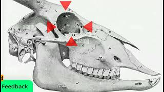 Modified Peterson amp four points retrobulbar nerves blocking in cow [upl. by Llehsor]