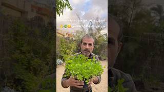 بذور بمطبخك🌿 تنبت من تاني يوم وكل مافيها يؤكل 🍃زراعتها سهلة وسريعة ولا تحتاج أي عناية 👌ازرعوها [upl. by Stesha]