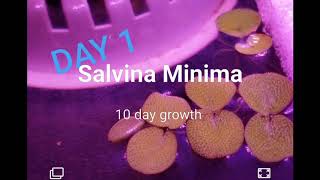 Salvinia Minimas amazing 10 growth rate [upl. by Dressel624]