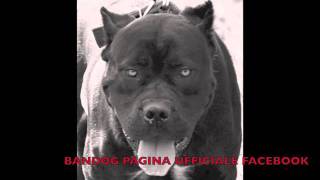 Bandog  NUN ME PARLA MAL E NAPL [upl. by Aicitel438]