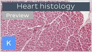 Heart cells and tissues preview  Human Histology  Kenhub [upl. by Kulseth]