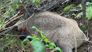 Battues au grand gibier 100 TRAQUE Cervidés sangliers et chevreuils [upl. by Annoyt]