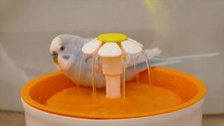 Budgie sounds and happy bath in bird fountain [upl. by Kresic]