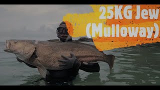 25kg Jewfish Mulloway [upl. by Kutchins370]