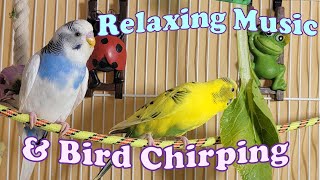 12 Hr Help Quiet Parakeets Sing Playing This Cute Budgies Chirping Reduce Stress of lonely Birds [upl. by Madelin983]