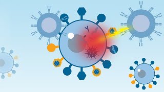 HLAs and Their Role in Stem Cell Transplantation [upl. by Eki]