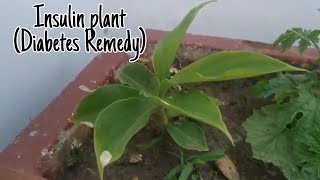 Insulin Plant  Costus Igneus  Kamal Sehgal Sood [upl. by Akinak]