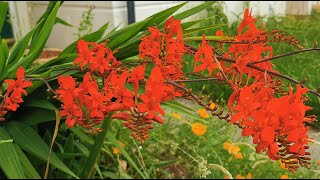 Best plants for pollinators Crocosmia Lucifer a bright red Montbretia fully hardy in the UK [upl. by Enomed]