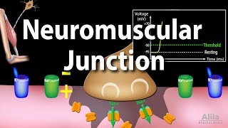 Neuromuscular Junction Animation [upl. by Ellswerth]