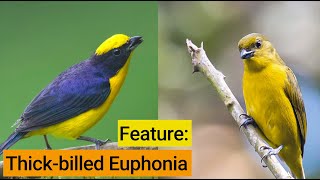 Birds Of The Panama Fruit Feeder Thickbilled Euphonia – Dec 13 2019 [upl. by Rettig]