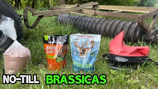 NoTill Brassica Food Plots into Buckwheat Wintergreens and Honey Hole [upl. by Amerak69]