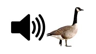 Goose  Sound Effect  ProSounds [upl. by Sitnerp]