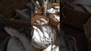 Sayeed Fishing  Pioneers of Sustainable Fishing in Chittagong shorts [upl. by Ael75]