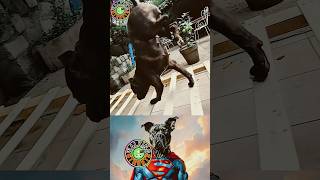 stardog superdog superhero superman memes shorts [upl. by Broucek]